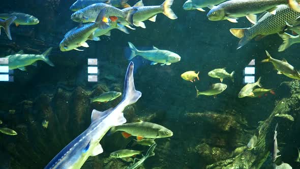 Underwater World Aquarium Fish Swim in a Large Aquarium