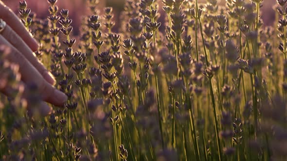 Woman Hands Touches the Tops of Levandule Flowers in the Rays of the Sunset alt
