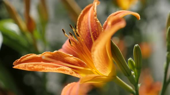 Details of  Hemerocallis fulva flower  in slow motion   1920X1080 HD footage -  Shallow DOF  orange  alt