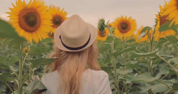Beautiful Girl in a Hat is Walking Among the Tall Sunflowers