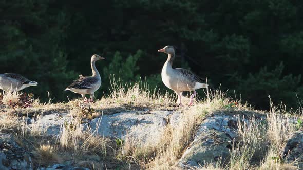 Greylag Goose Standing And Basking On Rocky Cliffs On A Sunny Day.- wide shot alt
