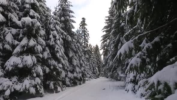 Forest With Snow