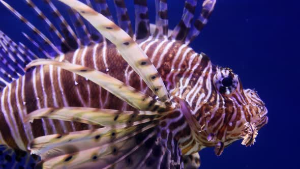 Zebra Lionfish or Zebra Fish or Striped Lionfish alt