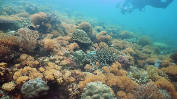 The Underwater World of a Coral Reef alt