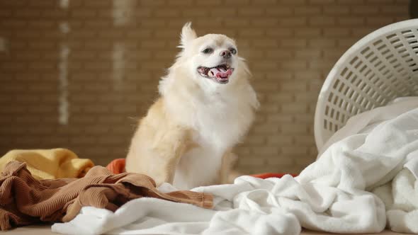 little lap dog messy playing fold cloths basket on wooden laundry table home concept background alt