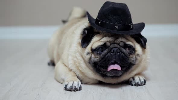 Funny Pug Dog in a Cowboy Hat As a Farmer Lying on the Floor