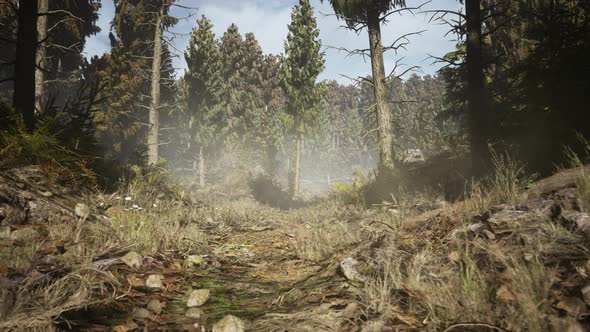 Pine and Spruce Tree Forest alt