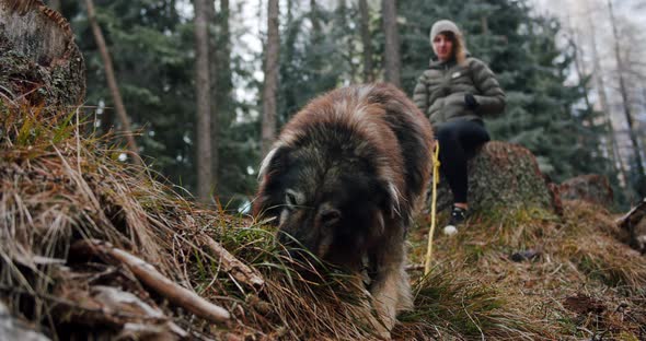 A Big Dog Eating Grass