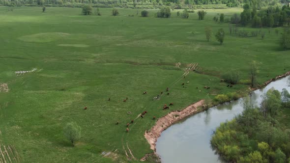 Cows Graze in a Green Meadow Near the River