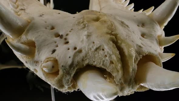 Macro of alligator skull teeth close up alt