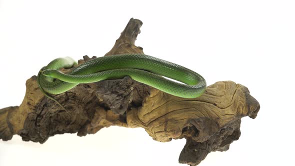 Rhinoceros Ratsnake or Rhynchophis Boulengeri. Also Known As Rhinoceros Snake, Rhino Rat Snake alt
