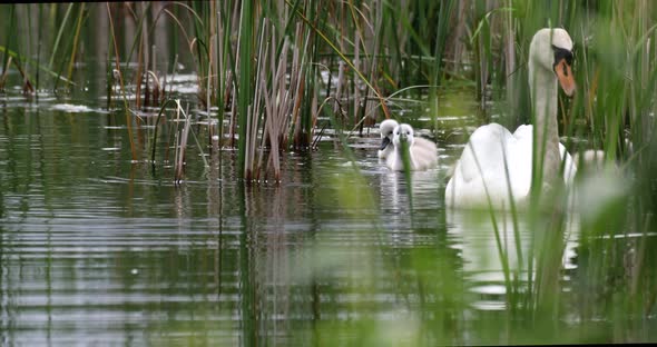Wild bird mute swan in spring on pond alt