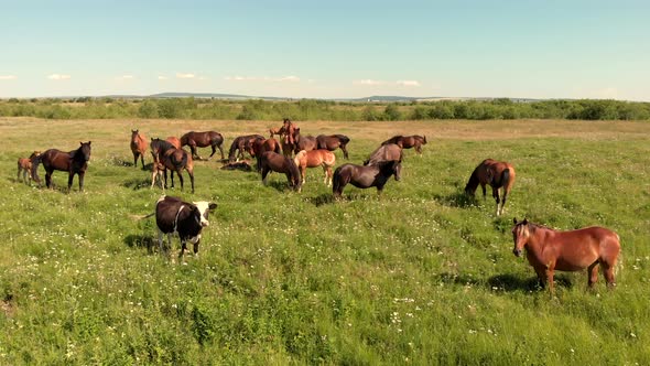 Horses and Cow Stand on Green Meadow and Graze Grass on the Farmland