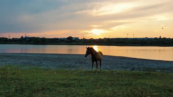 Idyllic countryside scene with a red colt near the lake