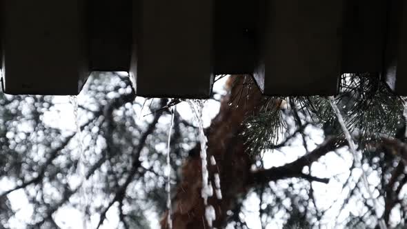 Drops of Rainwater Flow Down From the Roof and Fall Near Pine Forest Slow Motion alt
