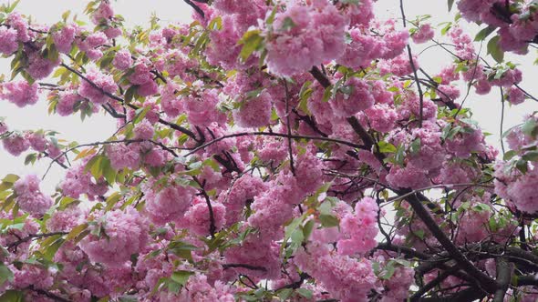 Flowering Japanese Sakura alt