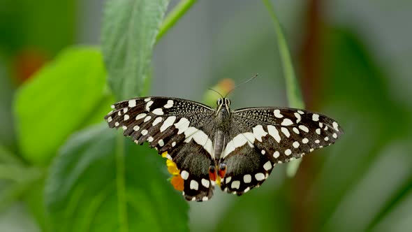 Butterfly species with black wings and white dots collecting nectar with legs,4K alt
