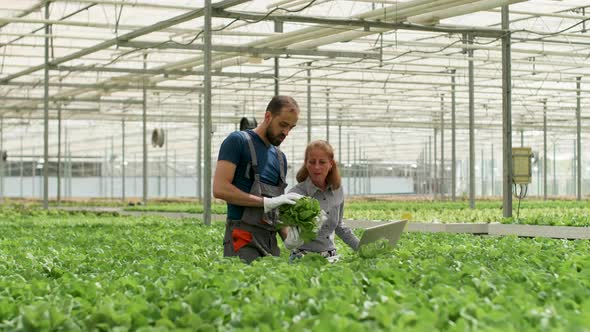 Female Engineer with Farm Worker in a Greenhouse alt