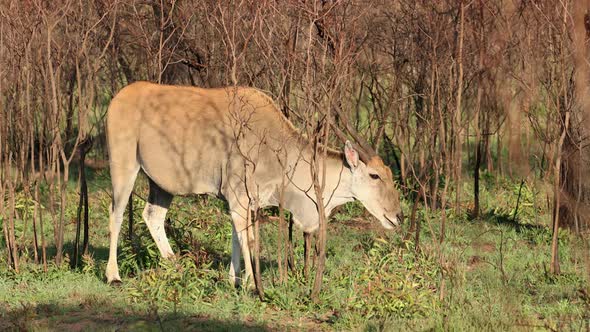 Eland Antelope In Natural Habitat - South Africa alt
