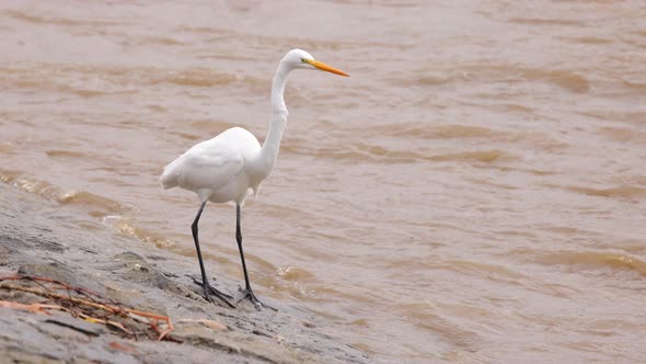 Snowy Egret and flooded Los Angeles River after heavy rain alt