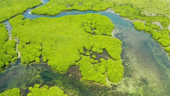 Aerial View of Mangrove Forest and River alt