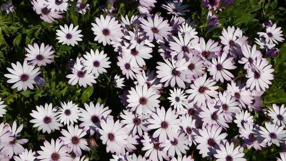 Daisy or Marguerite Colorful Flowers California USA alt