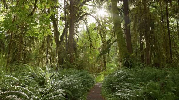 Camera Moves Along Path Among Trees Overgrown with Moss and Bushes alt