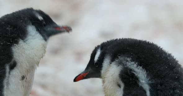 CU Two Gentoo Penguin (Pygoscelis papua) chicks / Cuverville Island, Antarctica