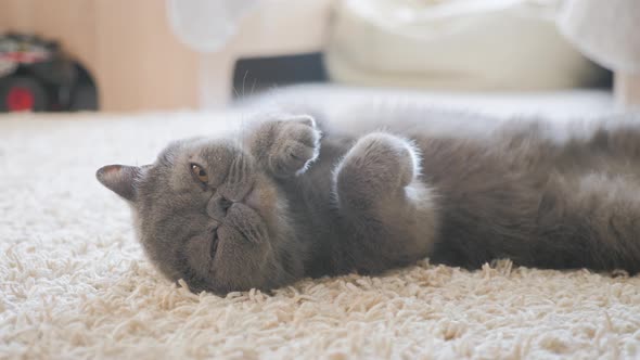 Sleeping Grey Cat in Cat Bed alt