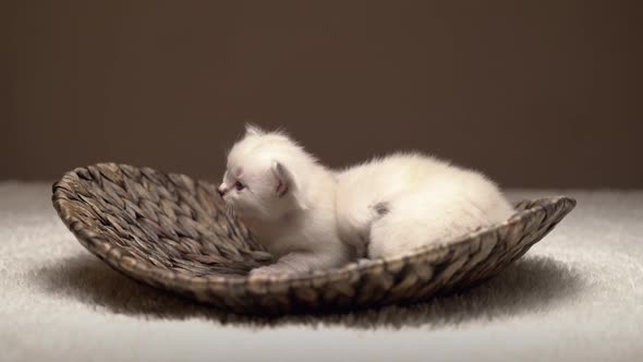Newborn Baby Cats in Basket