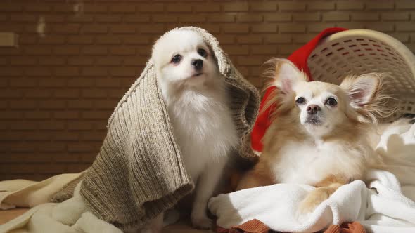 little lap dog messy playing fold cloths basket on wooden laundry table home concept background alt