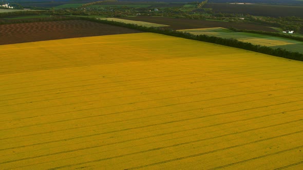 Aerial View Wheat Field at Countryside alt