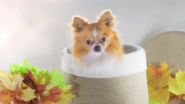 Small Red Chihuahua Puppy Sits in a Decorative Basket for Autumn Halloween Gift
