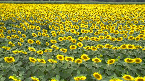 Aerial View of a Sunflower Field in Sunny Weather alt