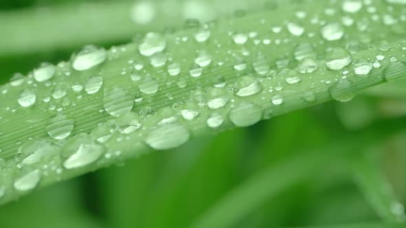 Beautiful Macro Shot of Raindrops on a Green Stalk of a Plant in the Afternoon After a Shower. Close alt
