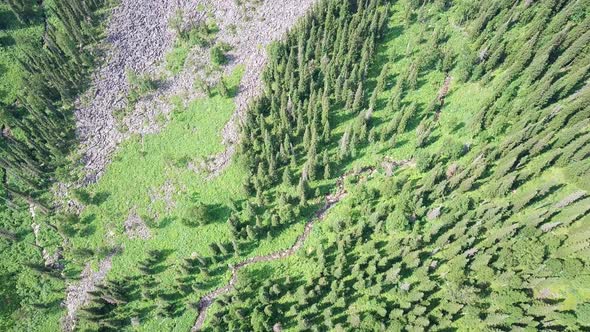 Aerial Footage of Coniferous Forest Trees on the Mountain Hills.
