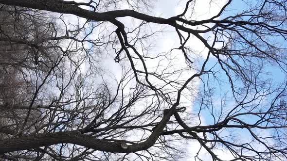 Vertical Video of the Forest with Trees Without Leaves alt