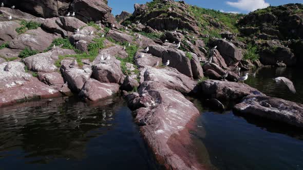 Big flock of seagulls nesting on rocky island in the middle of river or sea.