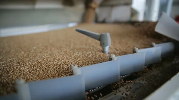 Unloading wheat, close up. Close up heap of yellow cereals alt