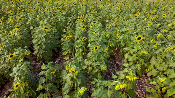 Sunflower Field 