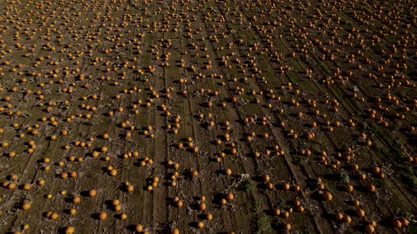 Orange Pumpkins Growing In Field