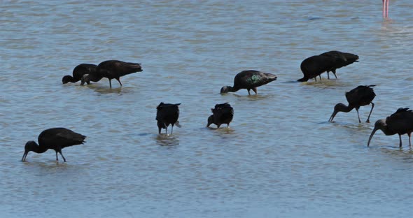 Glossy ibis, Plegadis falcinellus, and greater flamingo, Camargue, France alt