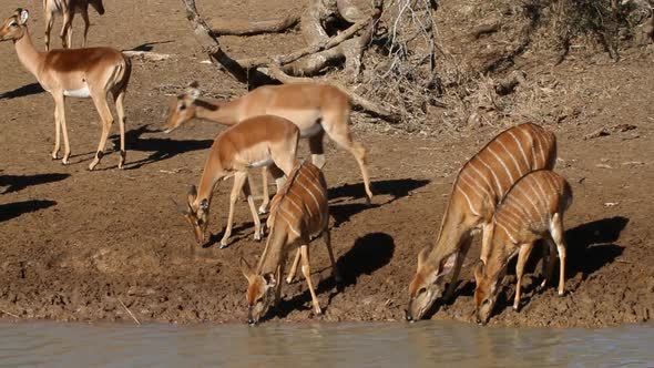 African Antelopes Drinking Water alt