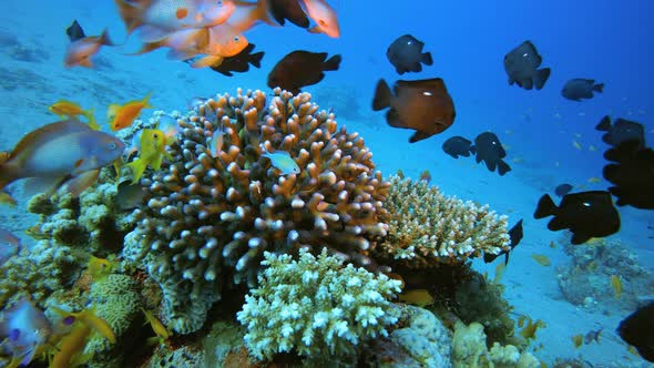 Reef Marine Scene alt