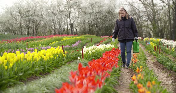 Agriculture Farmer Watering Tulips at Tulip Flower Plantation alt