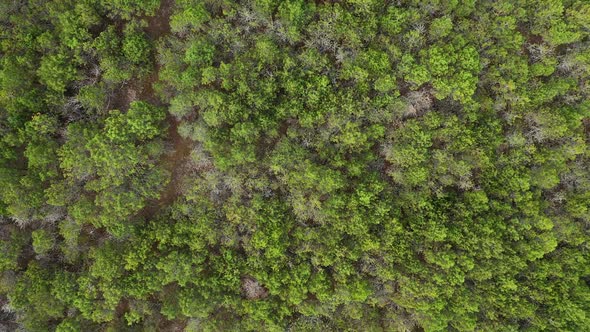 AERIAL: Neon Green Pine Trees on a Dry Land In Nida