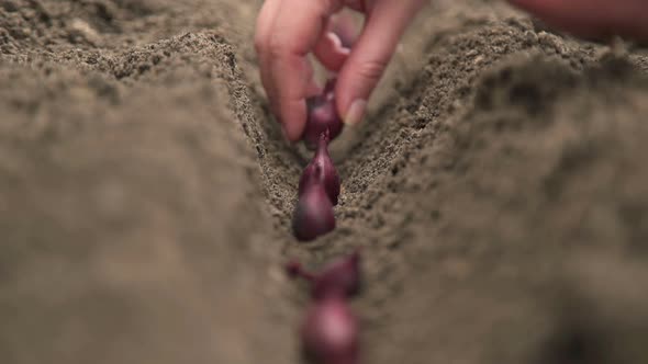 Hand of Woman Farmer Seeding Onions in Organic Vegetable Garden