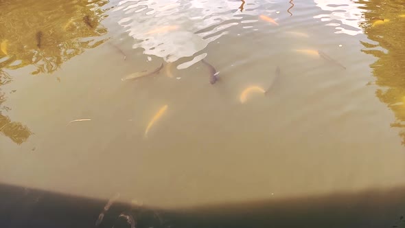 A lot of trout in the pond top view slow motion.