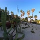 Flying low through cactus garden, close between sunny palms - VideoHive Item for Sale