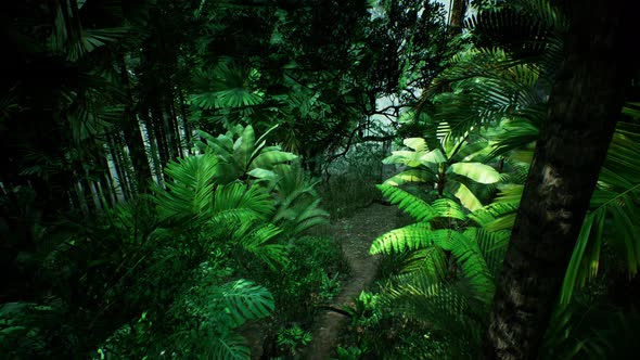 Timelapse View of Jungle, Motion Graphics | VideoHive